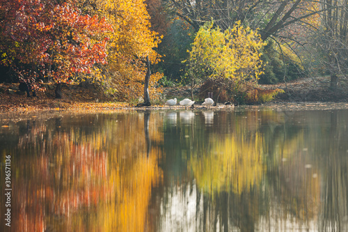 Fototapeta Naklejka Na Ścianę i Meble -  Landscape photo at Autumn Time/November, with view of lake and forest