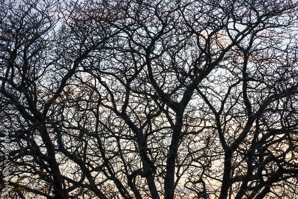 Silhouette of a horse chesnut tree branches in winter, abstract nature background Silhouette of a horse chesnut tree branches in winter, abstract nature background
