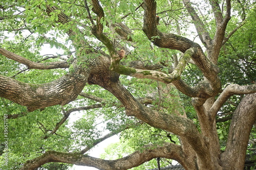 大きな木　BIG TREE