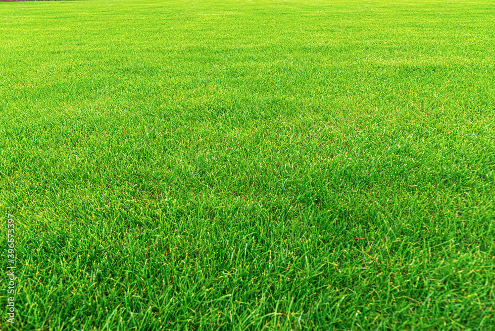 Green grass as an abstract background close up. Green grass as an abstract background close up.