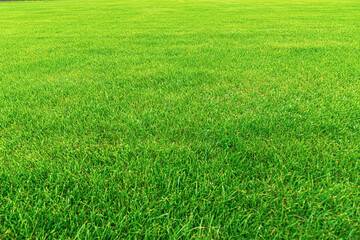 Green grass as an abstract background close up.
