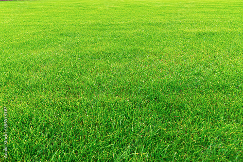 Fototapeta Naklejka Na Ścianę i Meble -  Green grass as an abstract background close up.