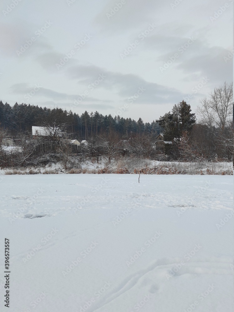 frozen and snowy lake near the village against the background of a pine forest in a winter landscape