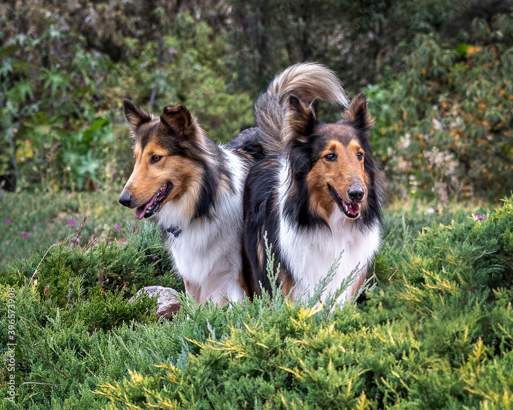 two beautiful long haired rough collie dogs in nature setting two beautiful long haired rough collie dogs in nature setting