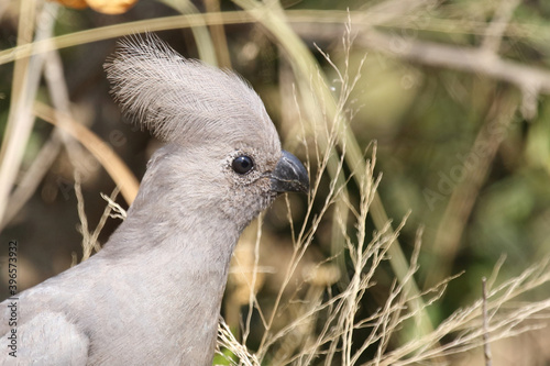 Graulärmvogel / Grey lourie - Grey go-away-bird / Corythaixoides concolor photo