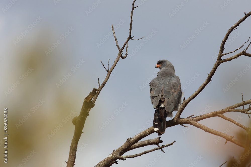 Graubürzel-Singhabicht oder Kleiner Singhabicht / Dark chanting goshawk / Melierax metabates Graubürzel-Singhabicht oder Kleiner Singhabicht / Dark chanting goshawk / Melierax metabates