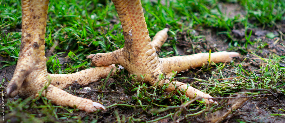 Animal bird legs. Closeup photo of claw. Rooster or chicken legs Animal bird legs. Closeup photo of claw. Rooster or chicken legs