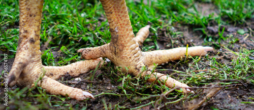 Animal bird legs. Closeup photo of claw. Rooster or chicken legs