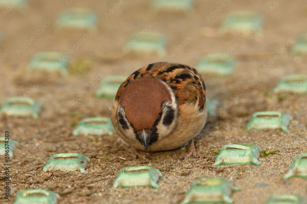 Eurasian tree sparrow (Passer montanus) Eurasian tree sparrow (Passer montanus)