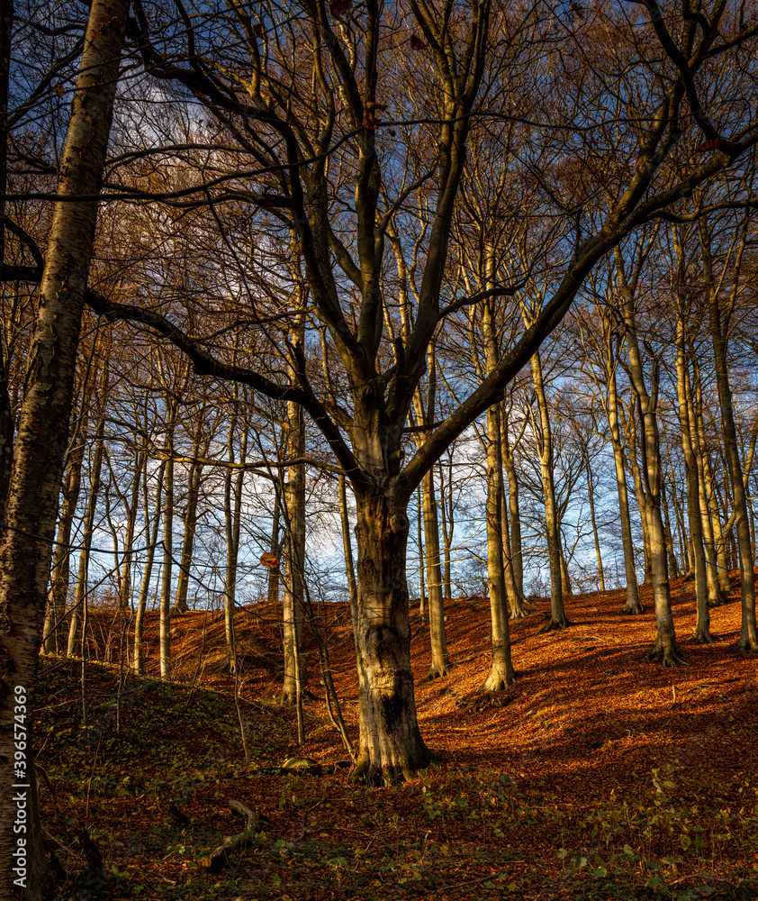 Fototapeta premium An autumn forest adorn in golden colors. Picture from the Fyle valley, Scania county, Sweden