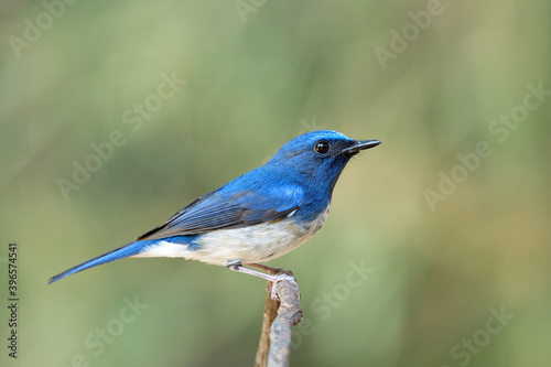 beautiful blue bird with sharp feathers and big eye firmly perching on thin tree twig over bright green to yellow background