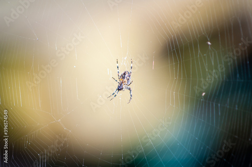 Macro spider on a web. Insect on a cobweb. Danger detail insect background