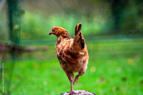 Wallpaper Mural Young chicken from back stand on one leg on green outdoor background Torontodigital.ca