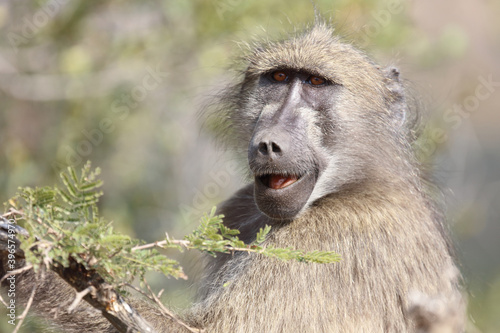 Bärenpavian / Chacma Baboon / Papio ursinus..