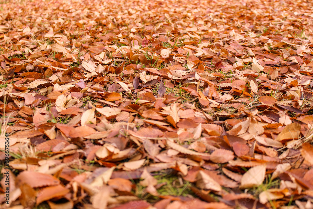 落ち葉で埋まった広場