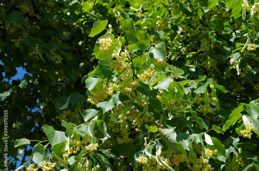 green leaves and white flowers in the sun green leaves and white flowers in the sun