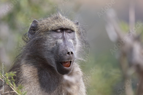 Bärenpavian / Chacma Baboon / Papio ursinus..
