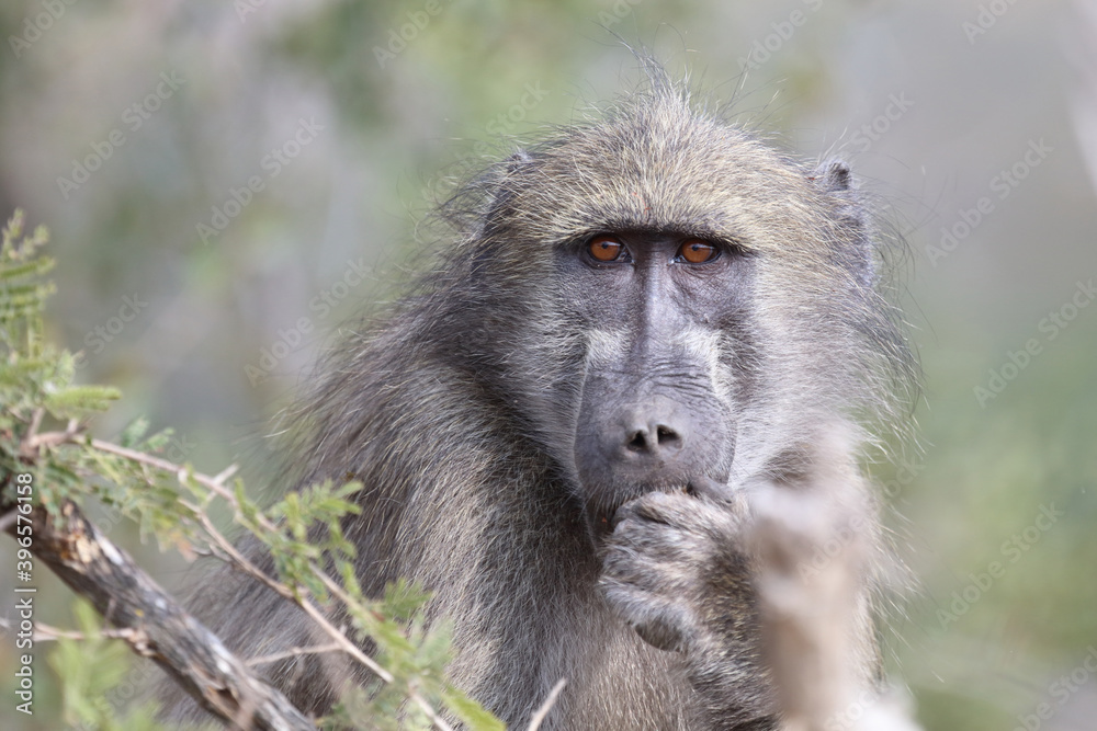 Bärenpavian / Chacma Baboon / Papio ursinus..