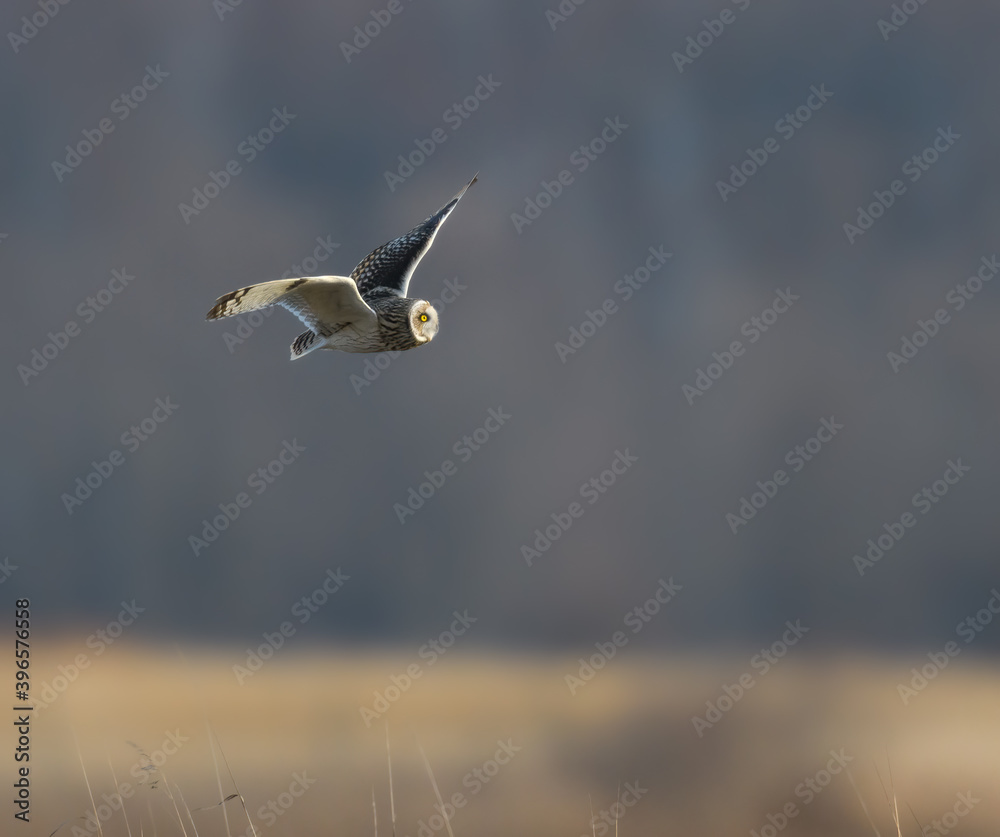 Short-eared Owl Flying Over Field in Fall Short-eared Owl Flying Over Field in Fall