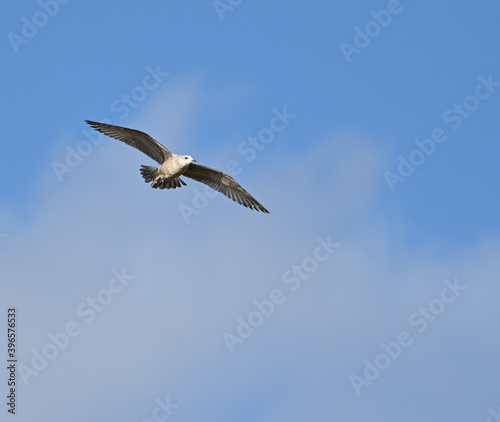 American Herring Gull in Flight on Blue Sly