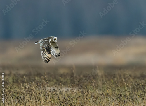 Short-eared Owl Flying Over Field in Fall photo