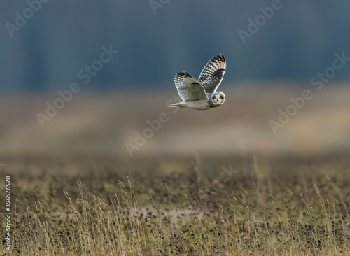 Short-eared Owl Flying Over Field in Fall