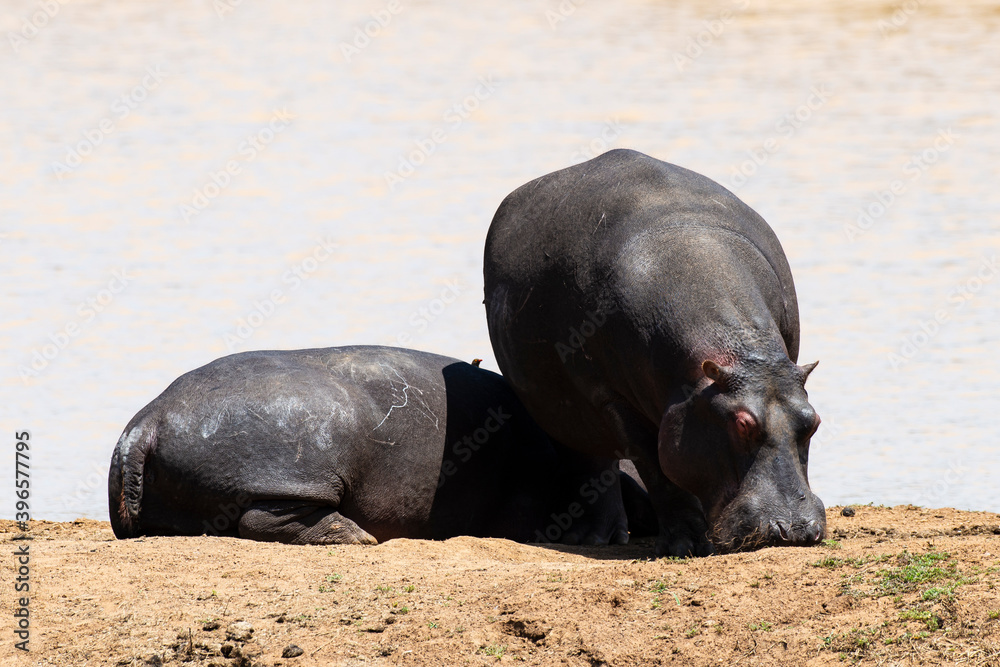 Fototapeta premium Hippopotame, Hippopotamus amphibius, Afrique du Sud