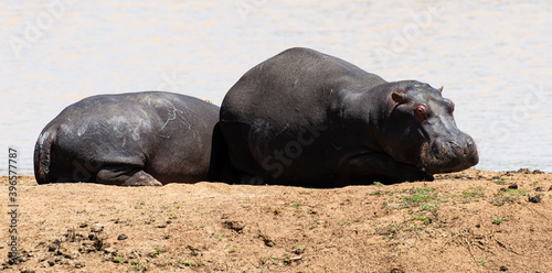 Hippopotame  Hippopotamus amphibius  Afrique du Sud