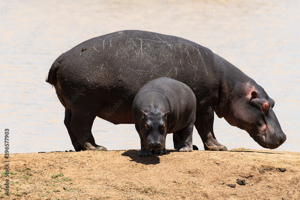 Hippopotame, Hippopotamus amphibius, Afrique du Sud