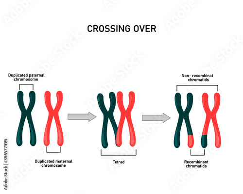 Crossing over, genetic recombination during meiosis. Exchanged of genetic material between 2 homologous chromosomes. Vector illustration for biology study
