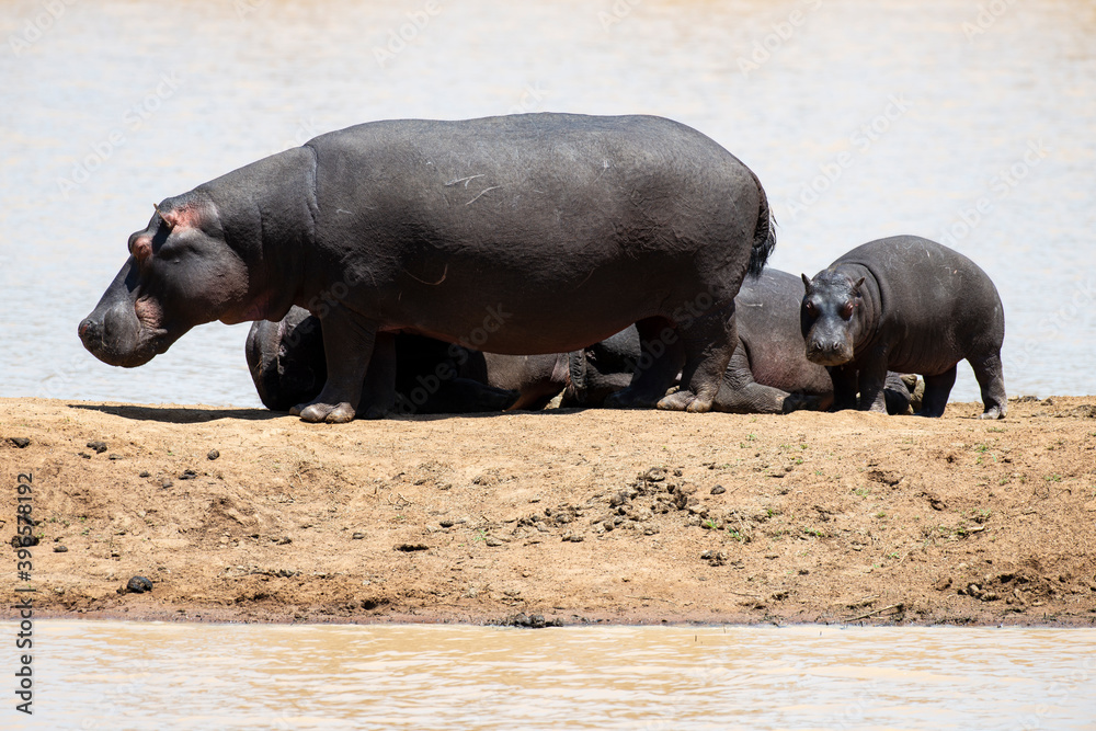 Hippopotame, Hippopotamus amphibius, Afrique du Sud Hippopotame, Hippopotamus amphibius, Afrique du Sud