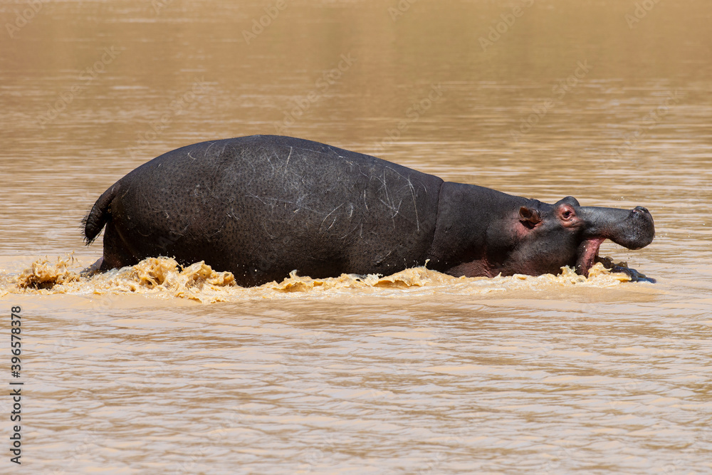 Hippopotame, Hippopotamus amphibius, Afrique du Sud Hippopotame, Hippopotamus amphibius, Afrique du Sud