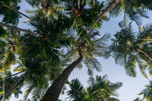 Panoramic view of tall coconut trees from below against the blue sky in India