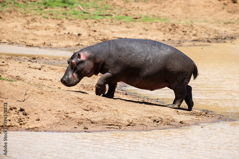 Hippopotame, Hippopotamus amphibius, Afrique du Sud Hippopotame, Hippopotamus amphibius, Afrique du Sud