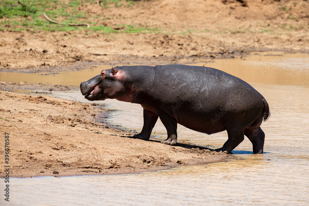 Hippopotame, Hippopotamus amphibius, Afrique du Sud Hippopotame, Hippopotamus amphibius, Afrique du Sud