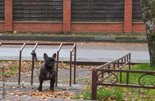 Dog bulldog tied at the entrance to the store