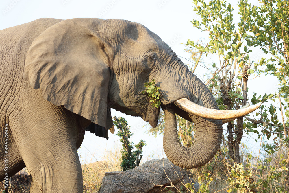 Obraz premium Afrikanischer Elefant / African elephant / Loxodonta africana