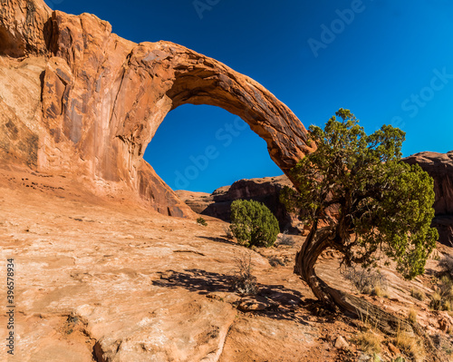 Twisted Juniper Tree and Corona Arch, Potash Road, Moab, Utah, USA