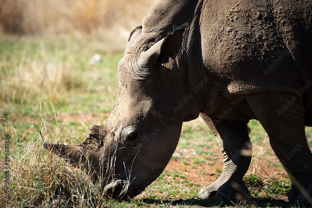 Obraz premium Rhinocéros blanc, white rhino, Ceratotherium simum, Parc national Pilanesberg, Afrique du Sud