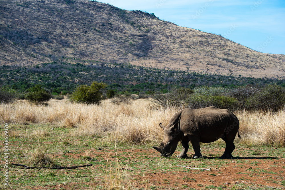 Fototapeta premium Rhinocéros blanc, white rhino, Ceratotherium simum, Parc national Pilanesberg, Afrique du Sud