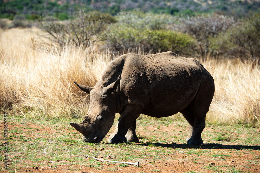 Rhinocéros blanc, white rhino, Ceratotherium simum, Parc national Pilanesberg, Afrique du Sud Rhinocéros blanc, white rhino, Ceratotherium simum, Parc national Pilanesberg, Afrique du Sud