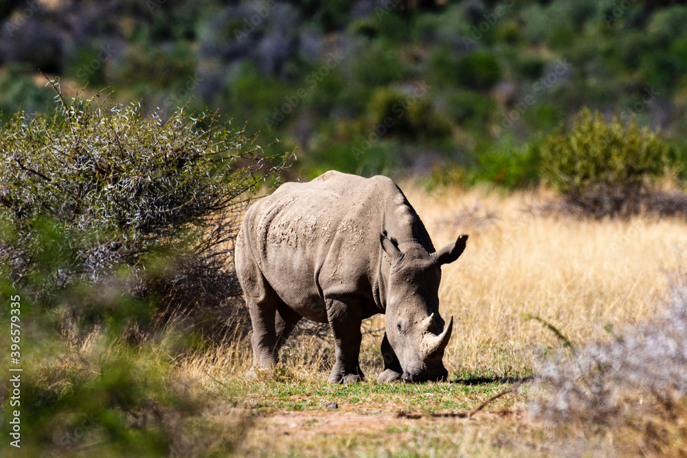 Obraz premium Rhinocéros blanc, white rhino, Ceratotherium simum, Parc national Pilanesberg, Afrique du Sud