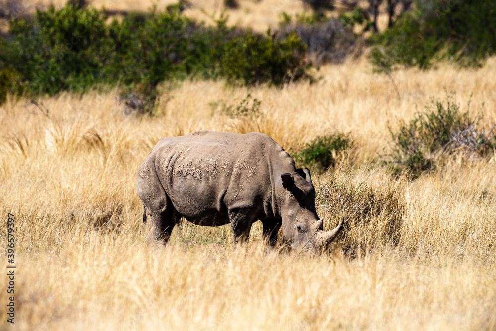 Rhinocéros blanc, white rhino, Ceratotherium simum, Parc national Pilanesberg, Afrique du Sud Rhinocéros blanc, white rhino, Ceratotherium simum, Parc national Pilanesberg, Afrique du Sud