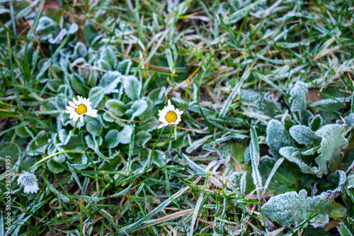 Frosty or frozen fall leaves on the icy grass with small one or two daisies left from spring. Beginning of the winter. First, unexpected frost.