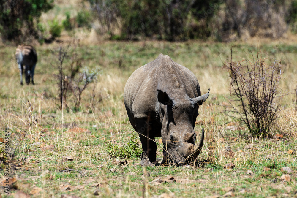 Rhinocéros blanc, white rhino, Ceratotherium simum, Parc national Pilanesberg, Afrique du Sud Rhinocéros blanc, white rhino, Ceratotherium simum, Parc national Pilanesberg, Afrique du Sud