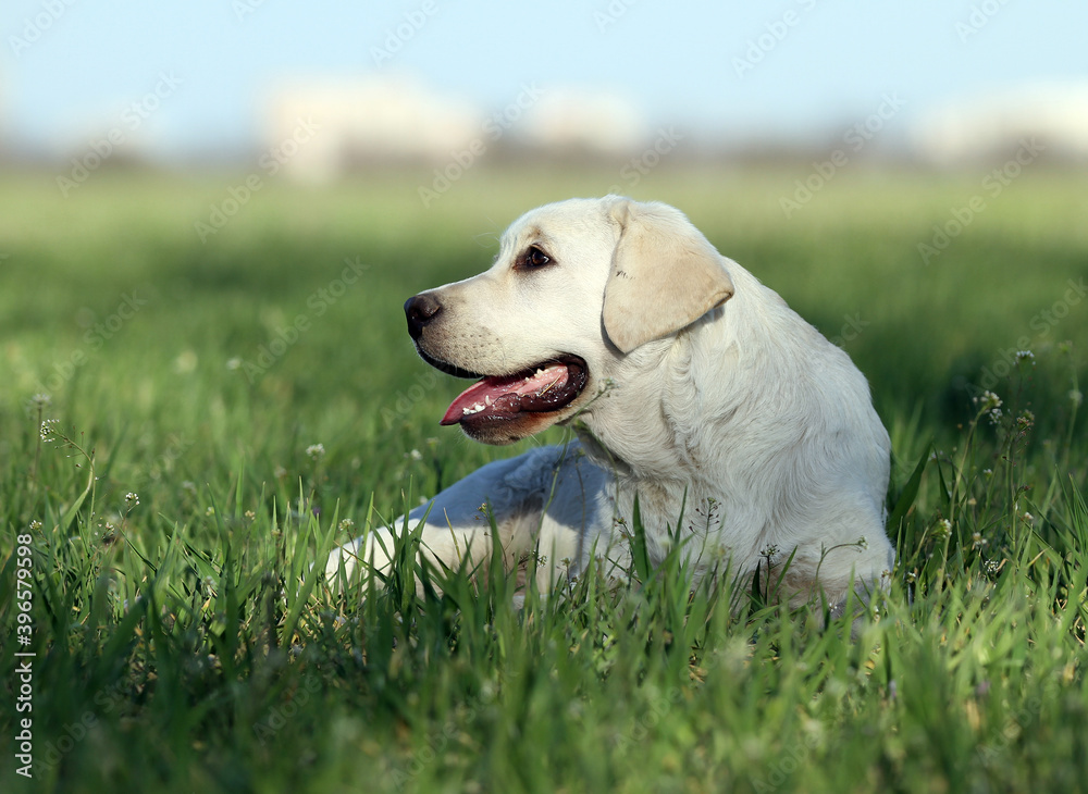 yellow labrador in the park yellow labrador in the park