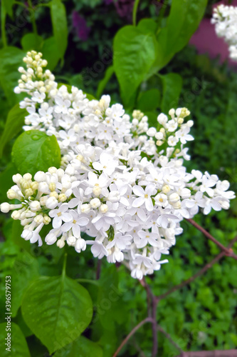 View of a beautiful white lilac branch in the garden.