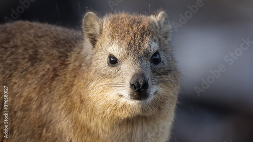 Close up from a Rock hyrax