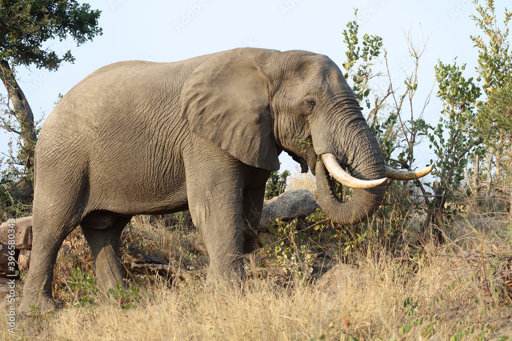 Fototapeta premium Afrikanischer Elefant / African elephant / Loxodonta africana