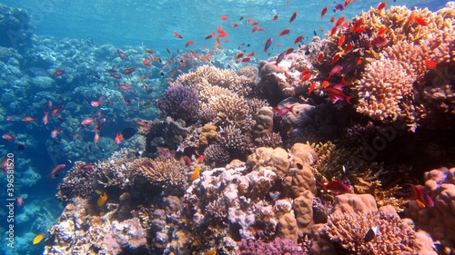 Fototapeta Naklejka Na Ścianę i Meble -  coral reef in the sea